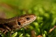 Foto: lizard 2 lizard 2