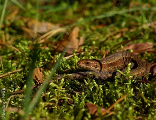 Foto: viviparous lizard 1 viviparous lizard 1