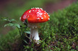 Fliegenpilz 2