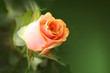 Fresh rose