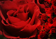 Red roses background