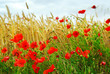 Grain and poppy field