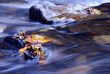 autumn river