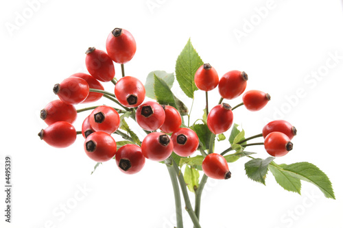 dog rose