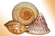Sea Shells Sea Shells