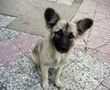 Lost puppy.