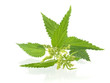 nettle
