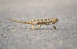 chameleon