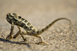 chameleon