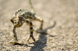 Close up of Chameleon