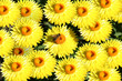 Bee on Yellow Flowers Bee on Yellow Flowers