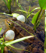 Singing frog
