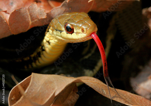Garter Snake
