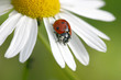 Margarite