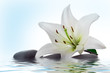madonna lily and spa stone in water madonna lily and spa stone in water