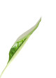 feuille nouvelle d'arum