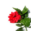 hibiscus rouge