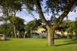 The V Tree