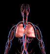 Heart and Lungs
