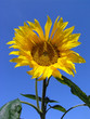 Sonnenblume vor strahlend blauem Himmel