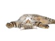 katzenschlaf katzenschlaf