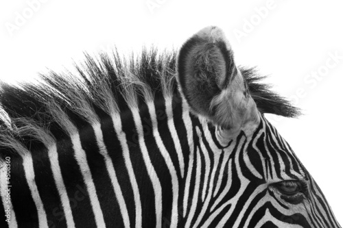 Gorgeous Zebra!