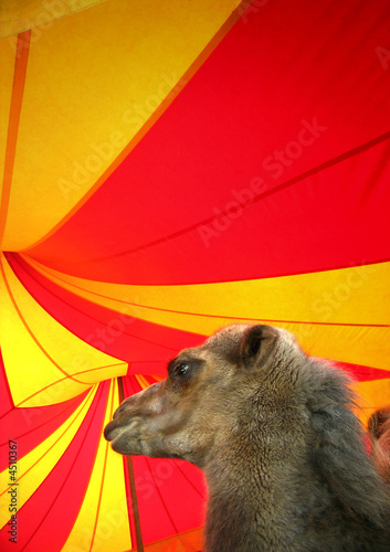 Photo: cirque cirque