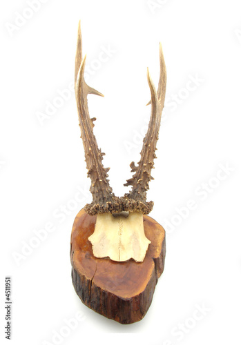 Horn Horn