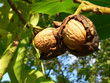 Walnüsse am Baum mit offener Schale