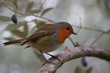 Robin