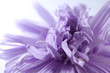 Lilac aster close-up