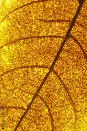 yellow leaf texture