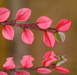 red and green fall leaf over smooth water