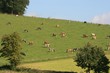 Kühe im Sauerland