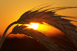 Wheat