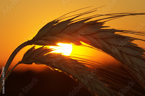 Wheat