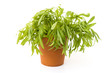 Fresh tarragon on white