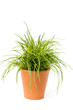 Fresh chives on white