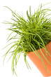 Fresh chives on white