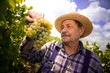 Vintner examining grapes