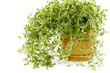 Fresh thyme on white