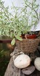 Herb in the pot 