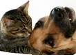 dog, cat and kiss