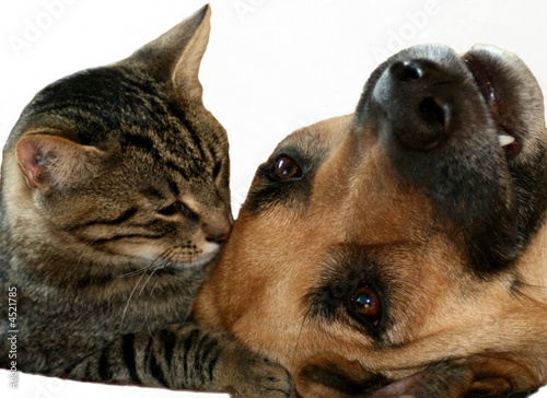 Cat Kissing Dog