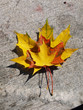 Maple leaves