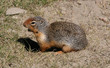 Columbian Ground Squirrel