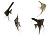Scalar on white background