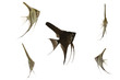 Scalar fish on white background.
