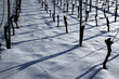 Reben im Schnee