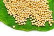 Soy beans on green leaf